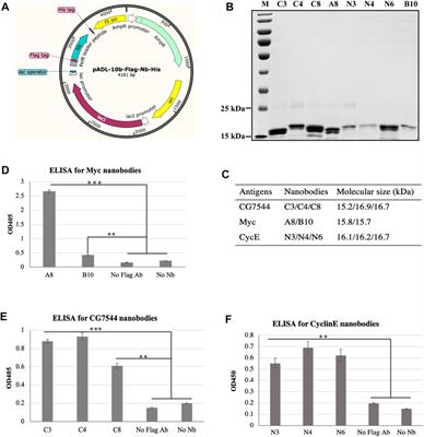 Construction of an alpaca immune antibody library for the selection of nanobodies against Drosophila melanogaster proteins